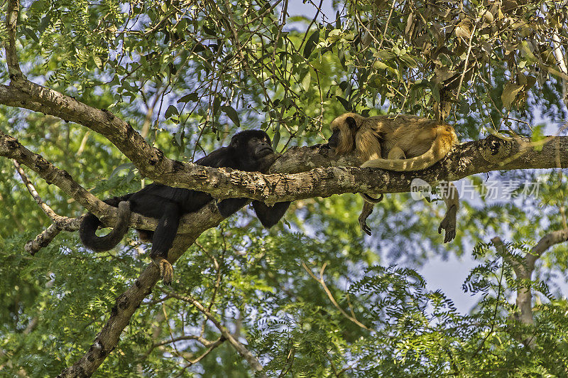 黑吼猴(Alouatta caraya)是吼猴的一种，是一种大型的新世界猴，发现于巴西潘塔纳尔。男性和女性。